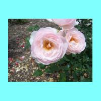 Conservatory 032.jpg